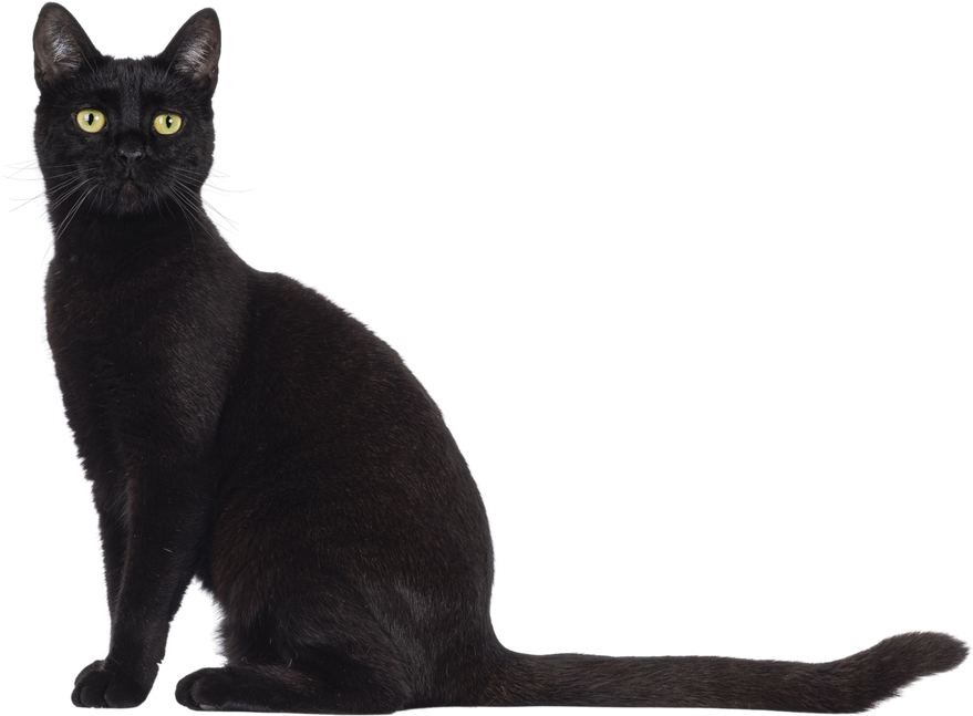 Black Cat with Yellow Eyes Isolated